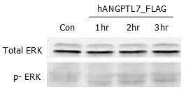ANGPTL7 (human, rec.)