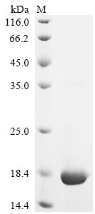 C-C motif chemokine 3 (CCL3), human, recombinant