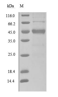 Secreted and transmembrane protein 1 (SECTM1), partial (Active), human, recombinant