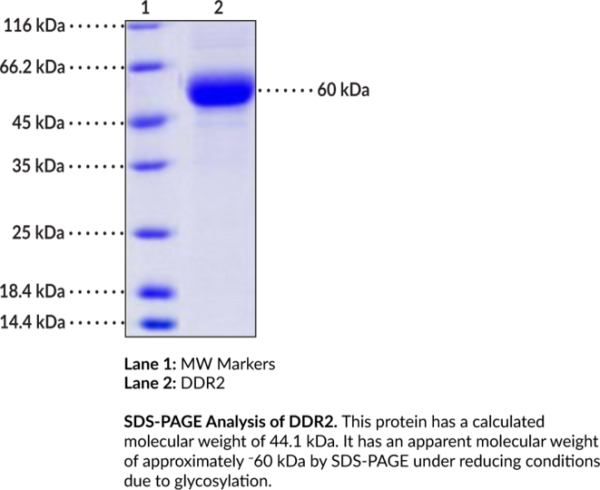 DDR2 (human, recombinant)