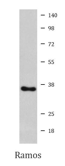 Anti-CD138 / Syndecan 1