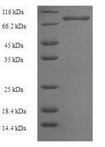 Phosphoinositide 3-kinase regulatory subunit 5 (PIK3R5), human, recombinant