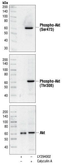 Akt Control Cell Extracts (Rac PKa, PKBa),