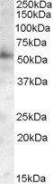 Anti-PIST / FIG / GOPC, C-terminal