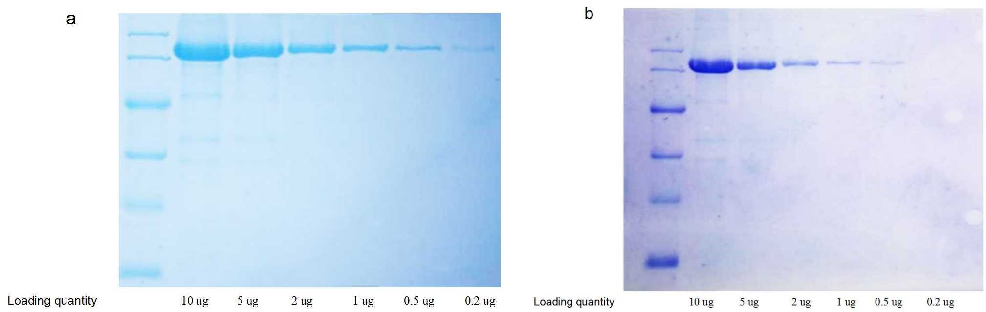 Fast Coomassie Blue Staining Solution (10×) Elabscience Biomol.de