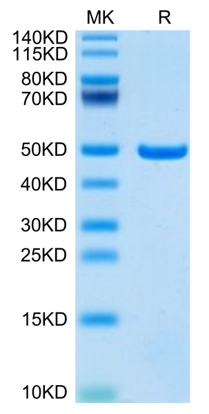 Mouse ASPH Protein