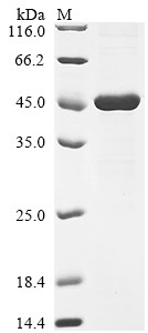 Interleukin-1 receptor accessory protein (Il1rap), partial, rat, recombinant