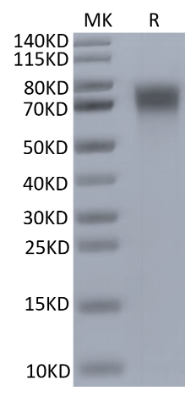 DR6/TNFRSF21, His, Mouse