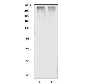 Anti-RYR2 / Ryanodine receptor 2