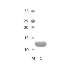 MPDZ_1 PDZ Domain