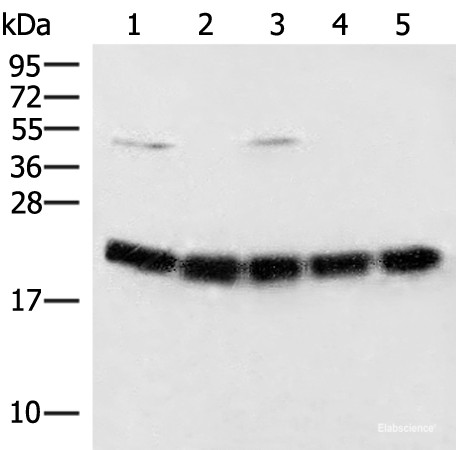 Anti-ARF5