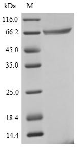 Eukaryotic peptide chain release factor GTP-binding subunit ERF3A (GSPT1), human, recombinant