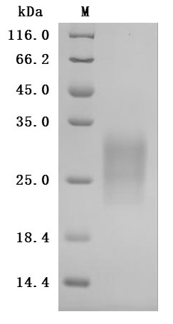 Gastric inhibitory polypeptide receptor (Gipr), partial (Active), rat, recombinant