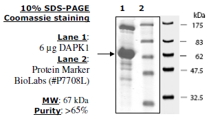 DAPK1, active, human recombinant, N-terminal GST-tag