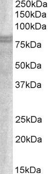 Anti-SNX18 / SNAG1, C-terminal