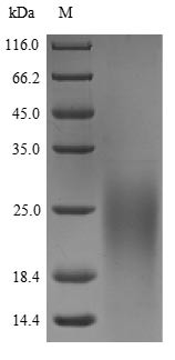 Secreted Ly-6/uPAR-related protein 1 (SLURP1), human, recombinant