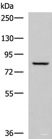 Anti-TGM3
