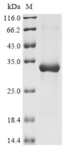 Kallikrein-12 (KLK12), human, recombinant