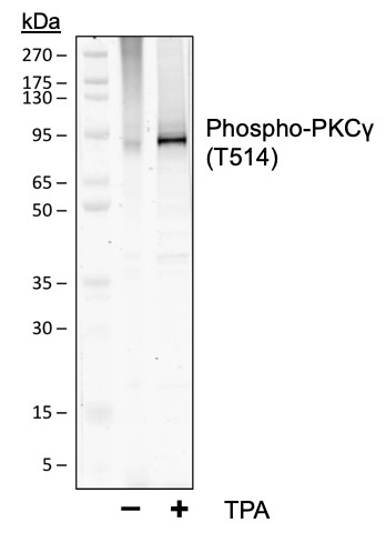 Anti-phospho-PKC (pan) (Clone: gamma Thr514) (Clone: PF4) rabbit mAb