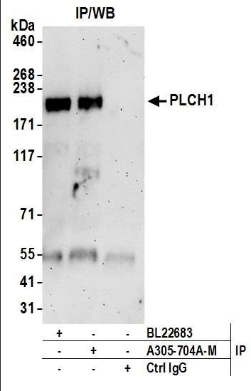 Anti-PLCH1
