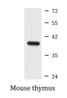 Anti-MLST8