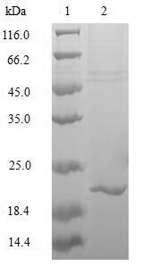 Transcription factor MafK (MAFK), human, recombinant