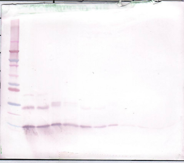 Anti-IL9 (Biotin)