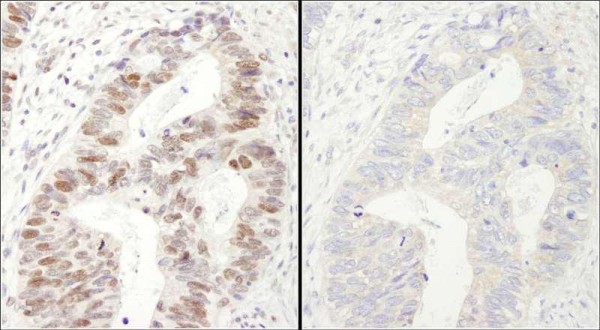 Anti-phospho-MCM2 (Ser40/Ser41) (IHC)