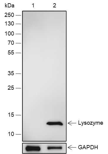 Anti-Recombinant Lysozyme, clone A580