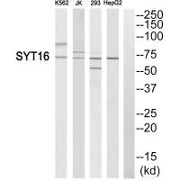 Anti-SYT16