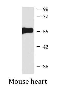 Anti-FGB / Fibrinogen beta chain