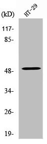 Anti-VANGL1