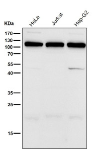 Anti-UBA7 / Ubiquitin like modifier activating enzyme 7 / Ube1L, clone 31U08