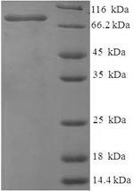 Vitellogenin-1 (VTG1), partial, chicken, recombinant