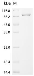 Cyclic GMP-AMP synthase (Cgas), recombinant mouse