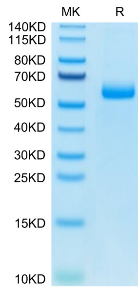 Mouse Adiponectin/Acrp30 Protein