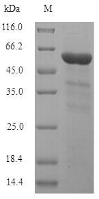 Inositol polyphosphate-5-phosphatase A (INPP5A), human, recombinant