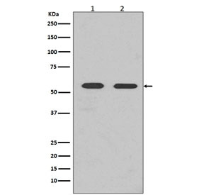 Anti-FYN / Tyrosine-protein kinase Fyn, clone BED-6