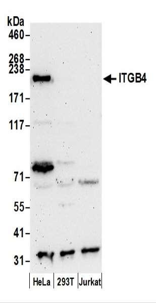 Anti-ITGB4/CD104/Integrin beta-4