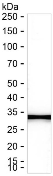 Anti-GCH1