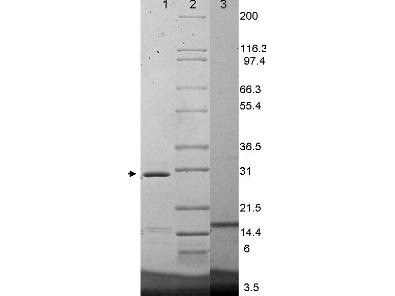 Interleukin-17F, mouse recombinant (rmIL-17F)