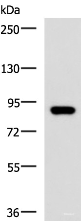 Anti-ABCB5