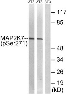 Anti-Phospho-MAP2K7 (Ser271)