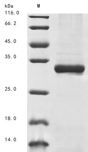 Oncostatin M (OSM), partial, Macaca mulatta, recombinant