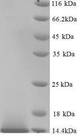 Guanylate cyclase activator 2B (GUCA2B), human, recombinant