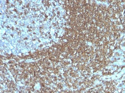 Anti-CD50 (ICAM-3)(186-2G9), CF405S conjugate, 0.1mg/mL