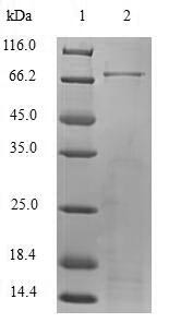 Selenoprotein P (SELENOP) (U59S,U297S,U307S,U338S,U350S,U363S,U365S,U372S,U388S,U390S,U397S,U399S),