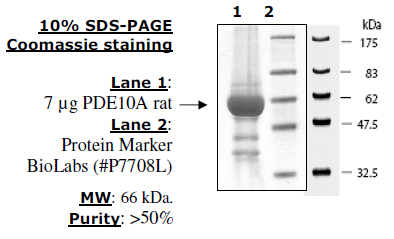 PDE10A Active Rat Recombinant Protein