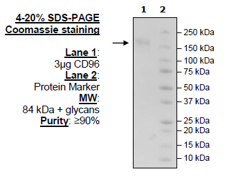 CD96, Fc-Fusion, Avi-Tag, Biotin Labeled (Human)
