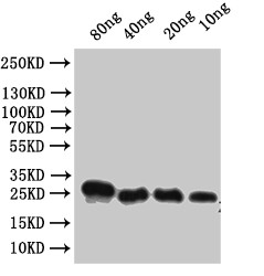 Anti-Alpha-conotoxin VxXXC